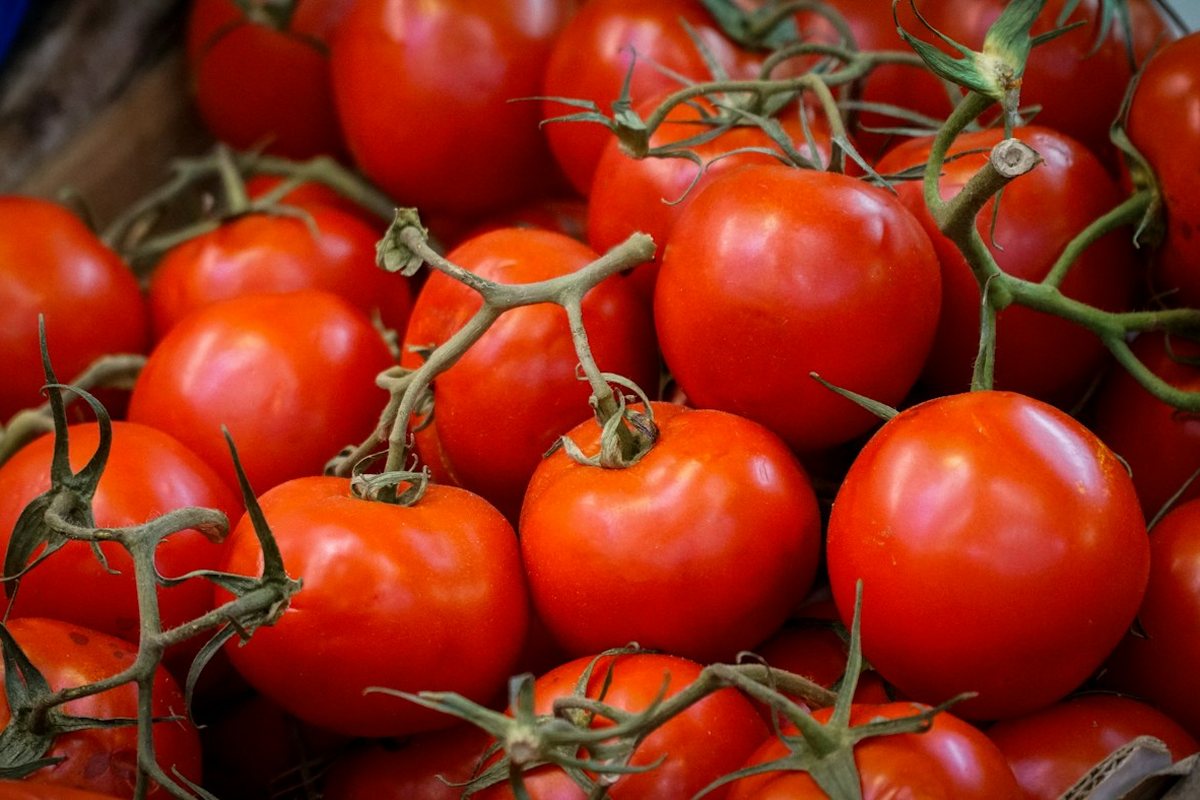 A close-up view of ripe red tomatoes on the vine